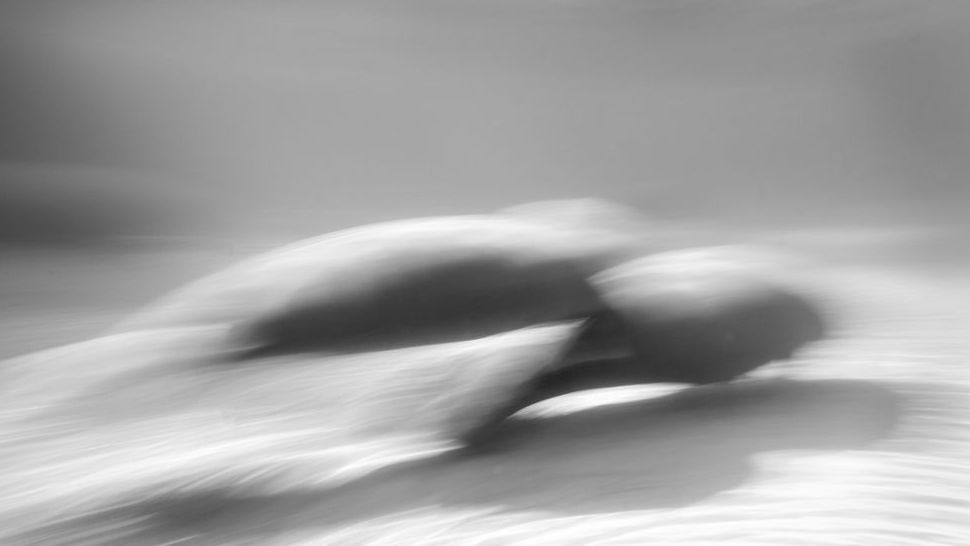 Manatee Bw03 Art | Russell Satterthwaite inc.