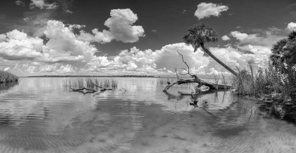 Crooked Palm Md Art | Russell Satterthwaite inc.