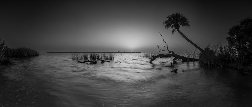 Crooked Palm Bw Sunrise Art | Russell Satterthwaite inc.