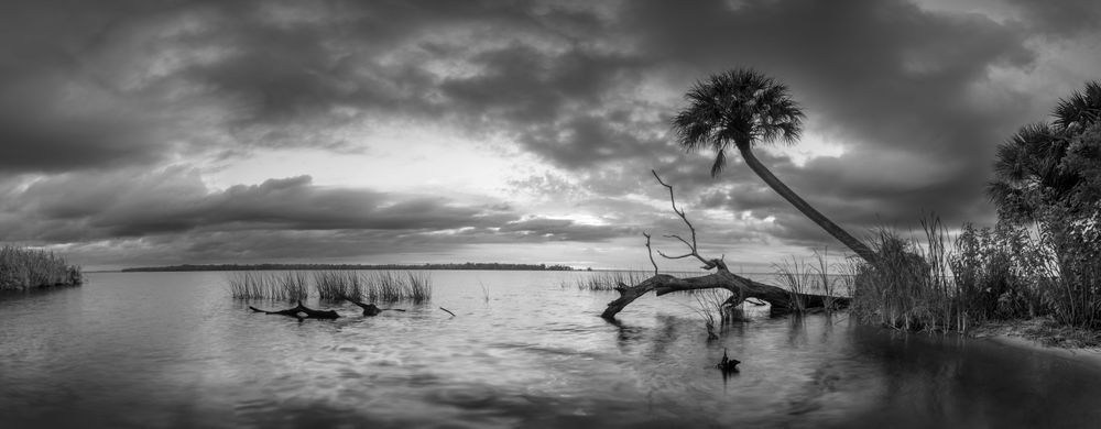 Crooked Palm Bw 05 Art | Russell Satterthwaite inc.