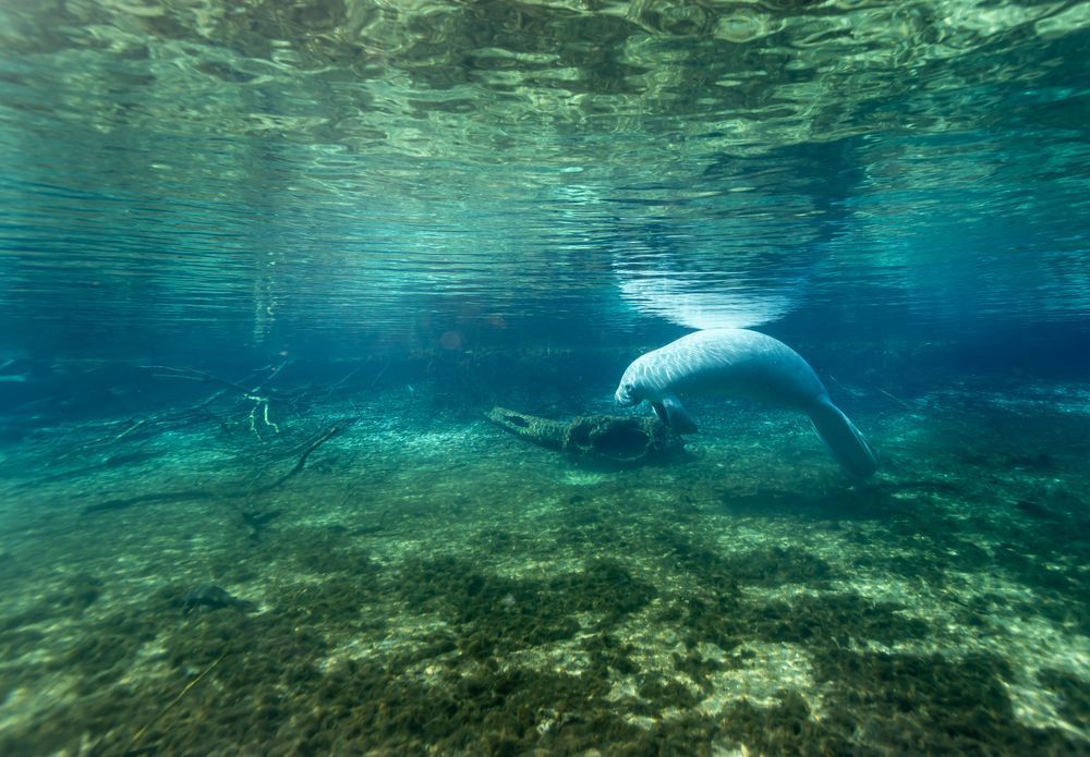 Manatee 02 Art | Russell Satterthwaite inc.