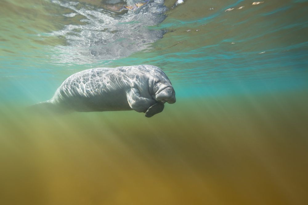 Manatee 07 Art | Russell Satterthwaite inc.