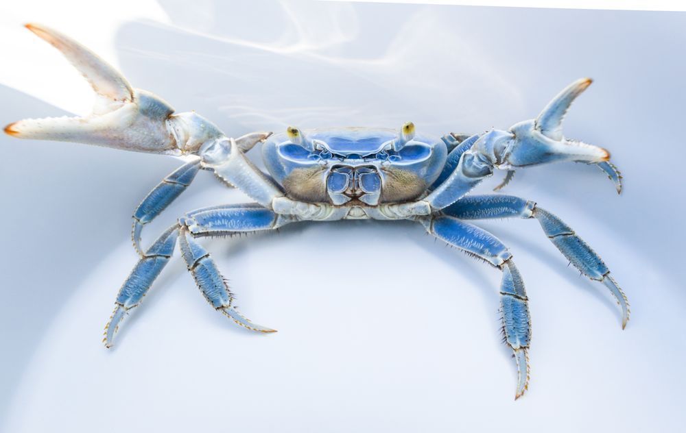 Blue Crab 01 Art | Russell Satterthwaite inc.