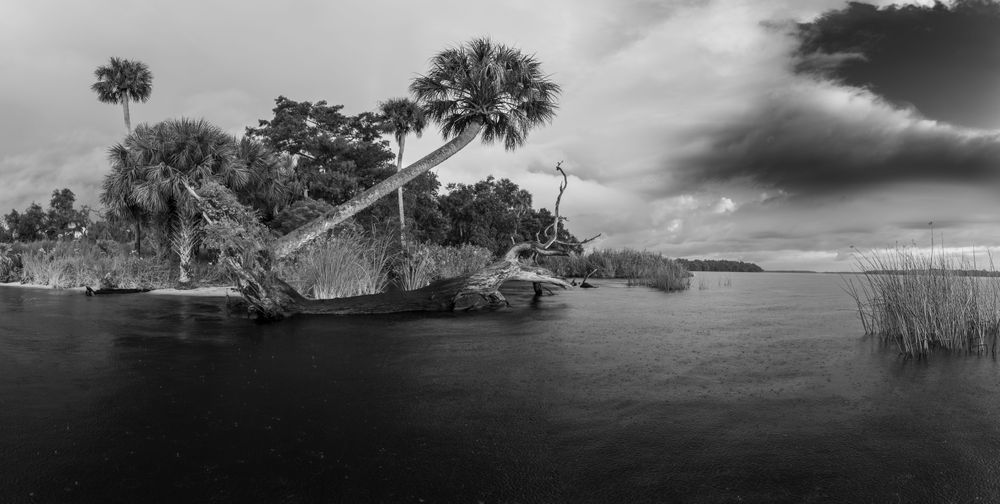Crooked Palm Bwr Art | Russell Satterthwaite inc.