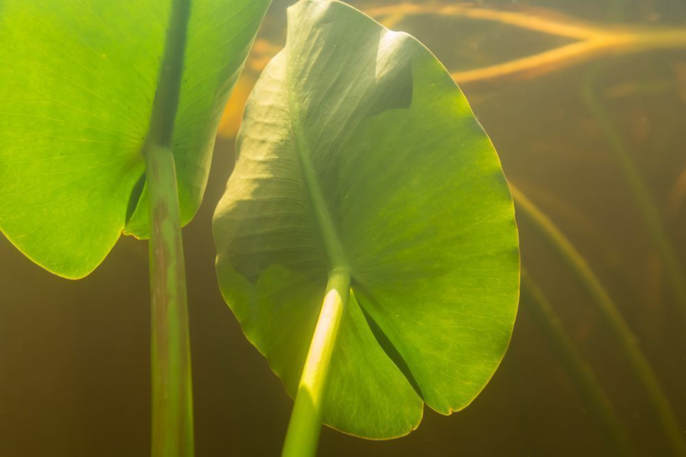 Everglades From Below 03 Art | Russell Satterthwaite inc.