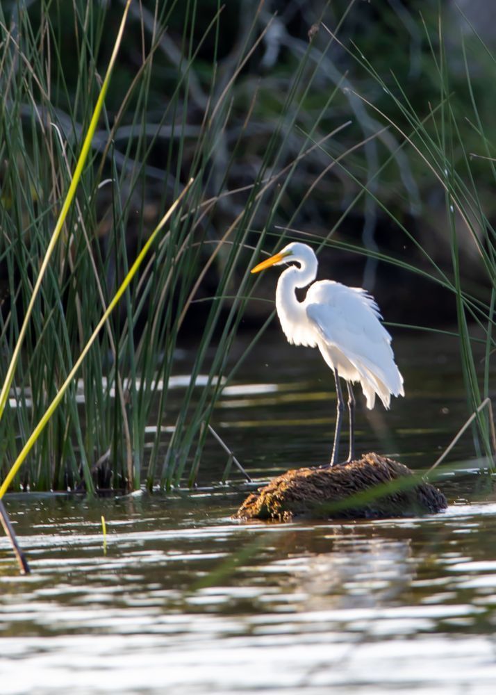 Egret 03 Art | Russell Satterthwaite inc.