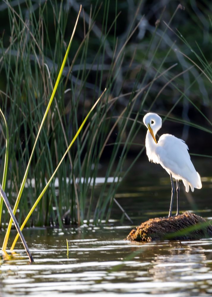 Egret 01 Art | Russell Satterthwaite inc.