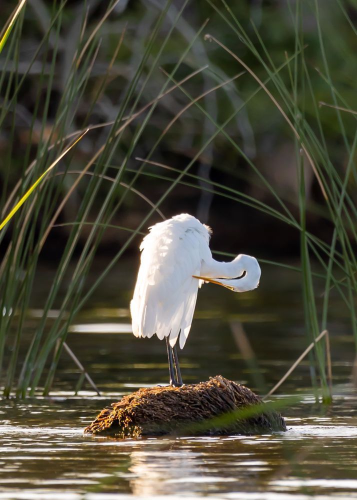 Egret 02 Art | Russell Satterthwaite inc.
