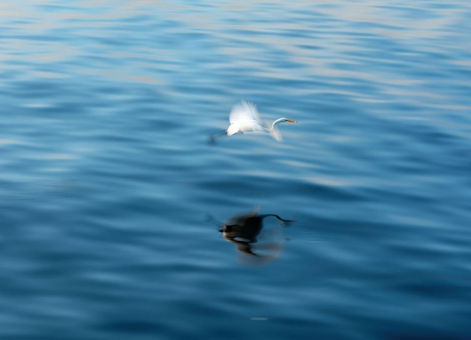 Egret 05 Art | Russell Satterthwaite inc.