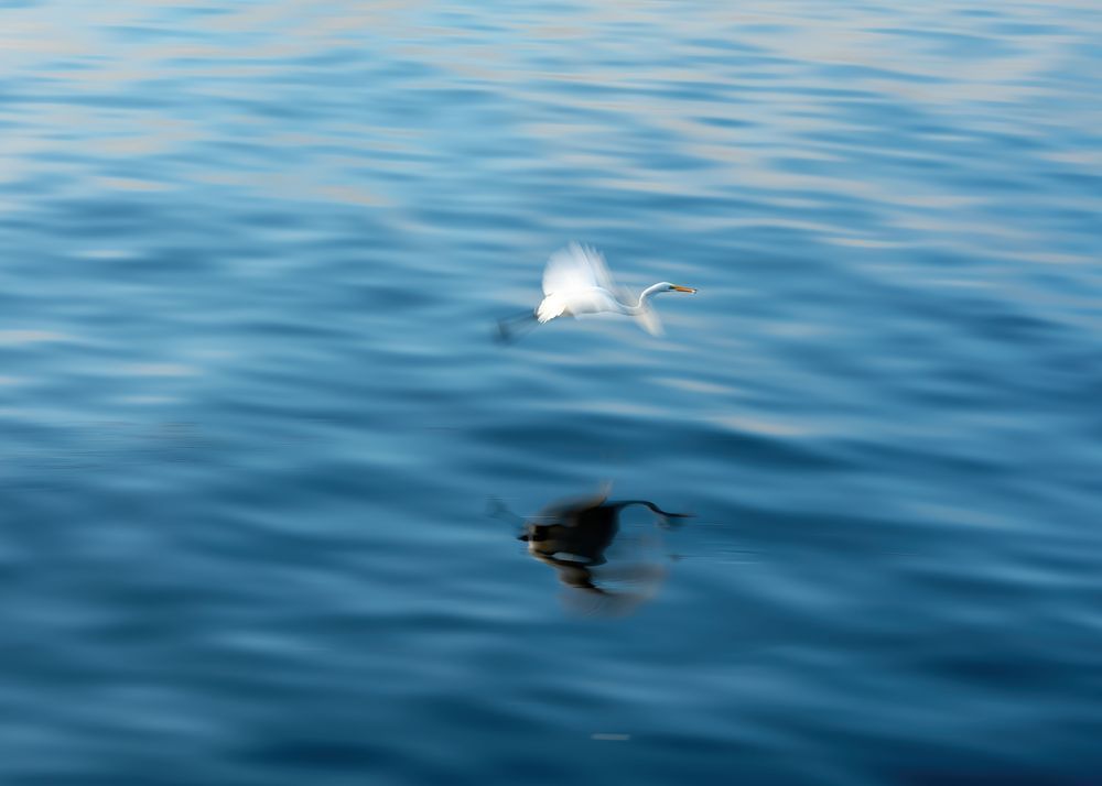 Egret 05 Art | Russell Satterthwaite inc.