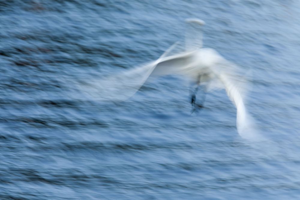 Egret 08 Art | Russell Satterthwaite inc.