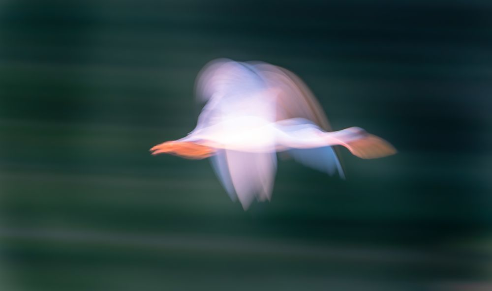 Ibis 15 Art | Russell Satterthwaite inc.