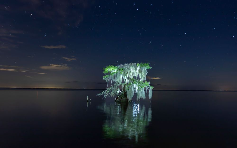 Stumpy At Night Art | Russell Satterthwaite inc.