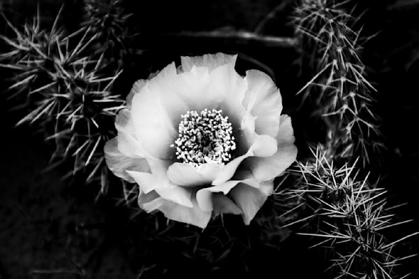 24 Photography Art | Frank R Daniels Photography 