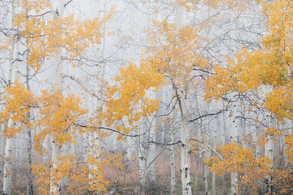 Fall in the Clouds – Aspen Trees in Fog, Colorado Fine Art Print