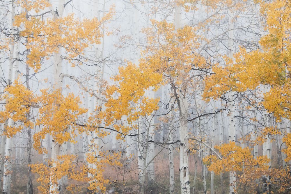 Fall in the Clouds – Aspen Trees in Fog, Colorado Fine Art Print