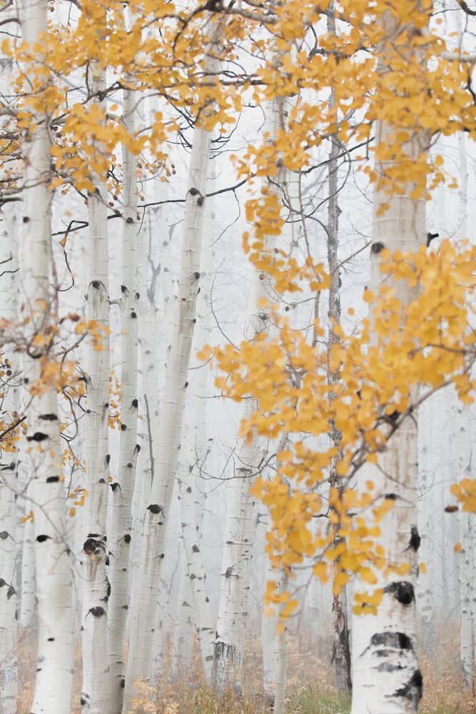 Fog and Gold Aspens | Minimalist Colorado Forest Print