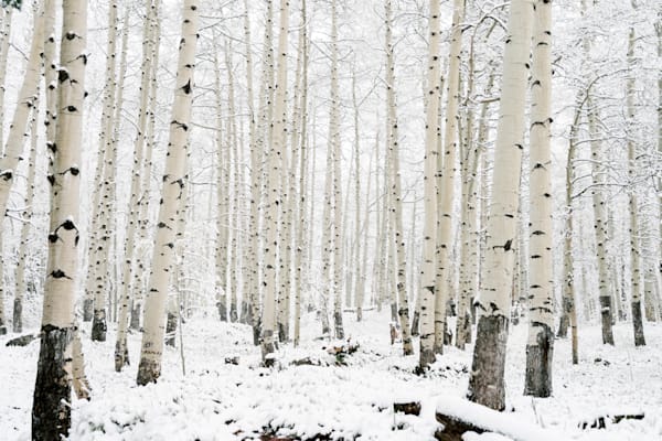 The Shape of Silence | Aspen Grove Winter Photography by Tamara Susa