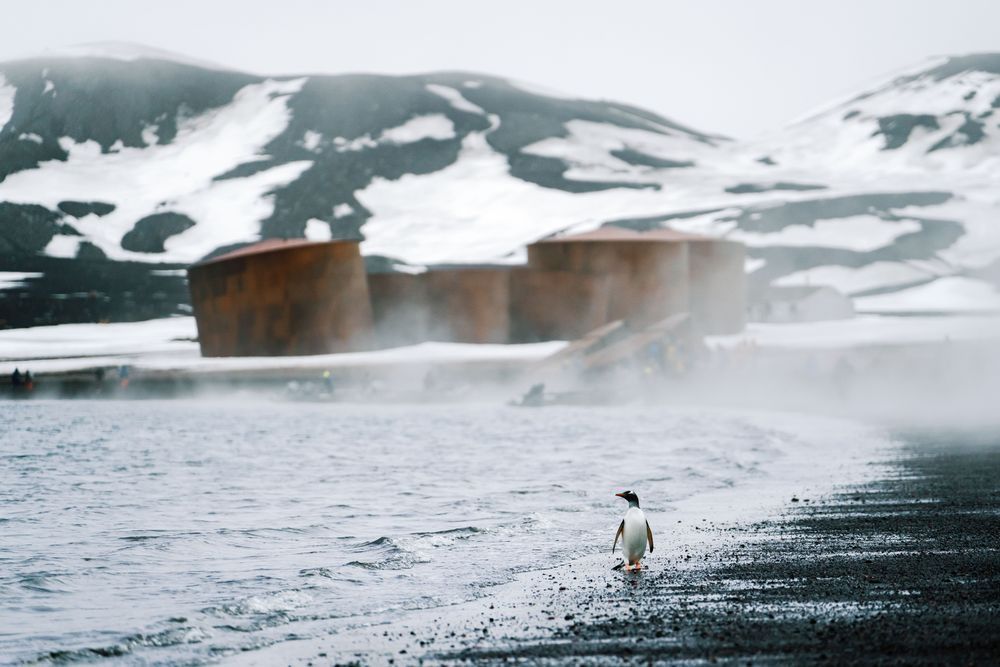 Gentoo Penguin Deception Island Antarctica | Fine Art Wildlife Photography