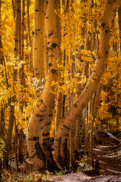 Entwined in Gold – Golden Aspen Tree Print from Colorado Fall Foliage