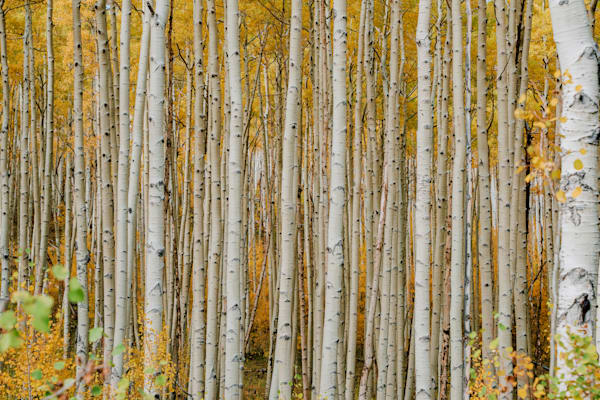 Golden Stillness – Aspen Grove Photography Print from Colorado