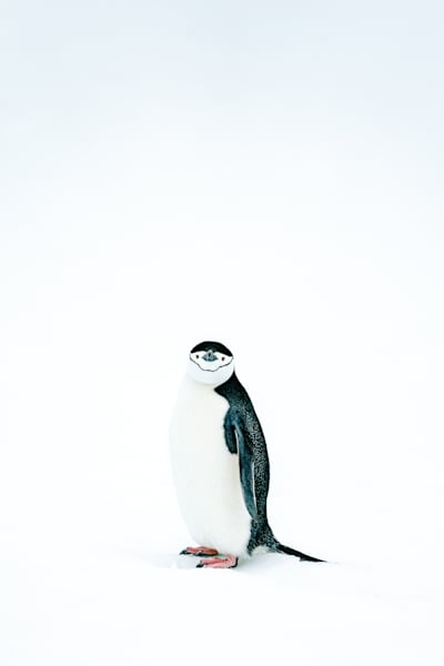 Chinstrap Penguin Minimalist Portrait | Antarctic Wildlife Photography