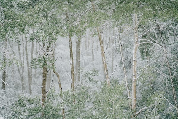 Echoes of Spring Snow – Aspen Grove Photography Print | Colorado Nature Art