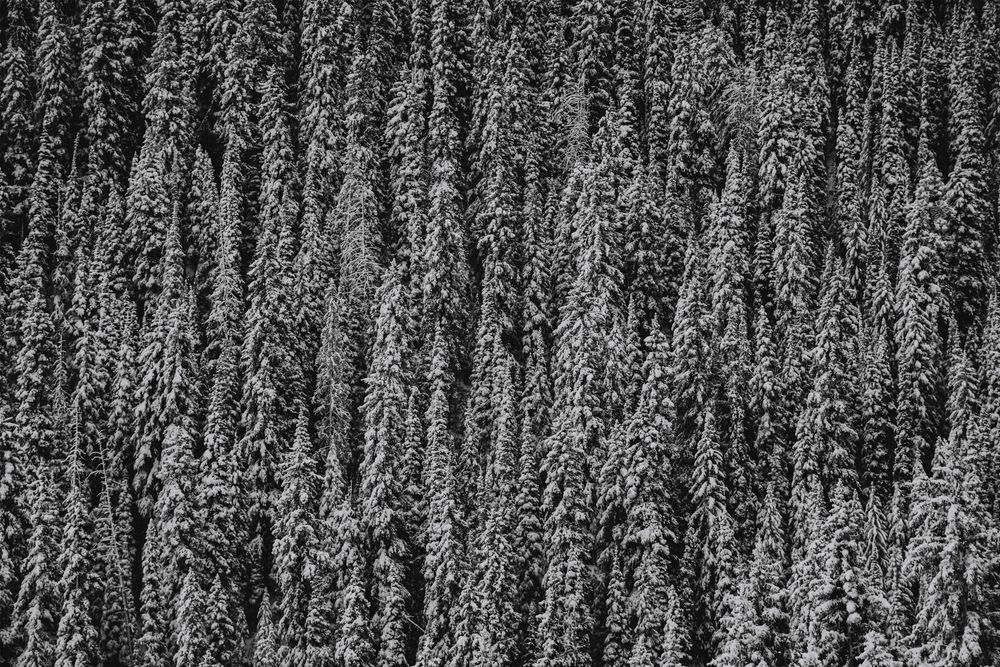 Biophilia Photography Art | Tamara Susa Photography