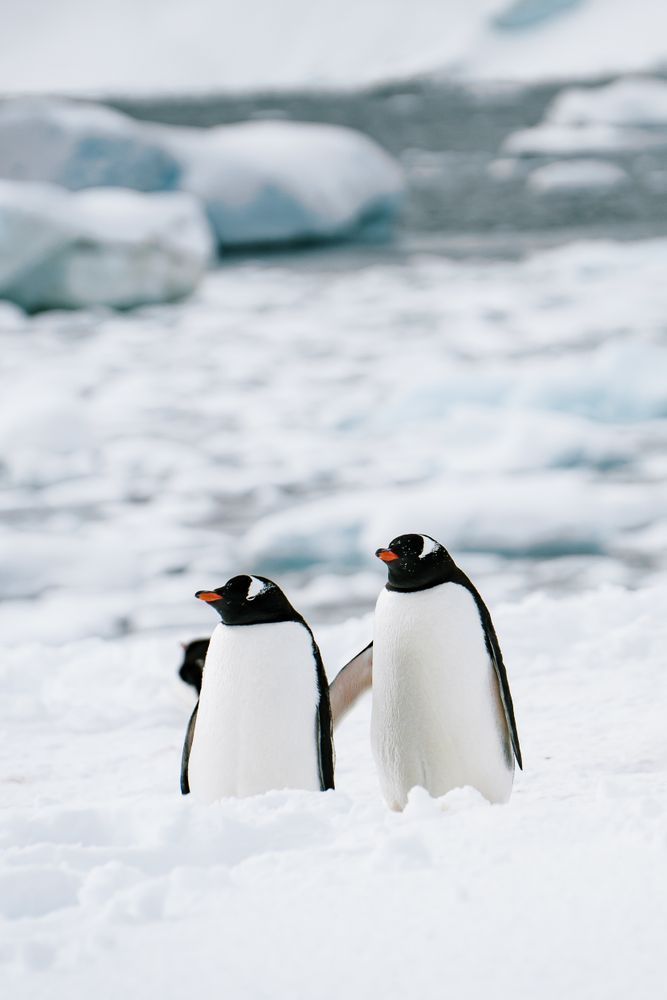 Antarctica: Damoy Point #7 Photography Art | Tamara Susa Photography