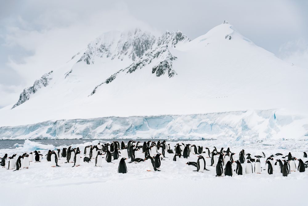 Antarctica: Damoy Point #3 Photography Art | Tamara Susa Photography