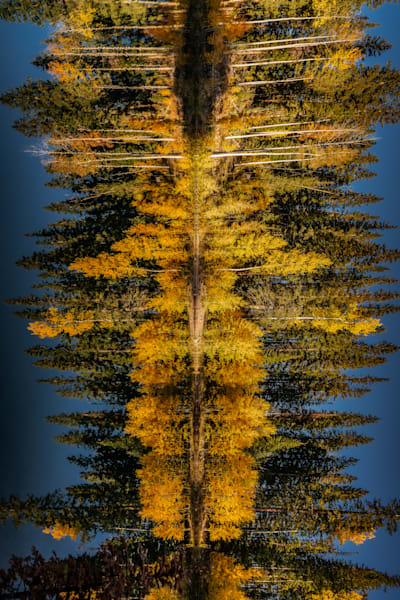 Portal of Gold – Vertical Aspen Forest Reflection Print | Tamara Susa Photography
