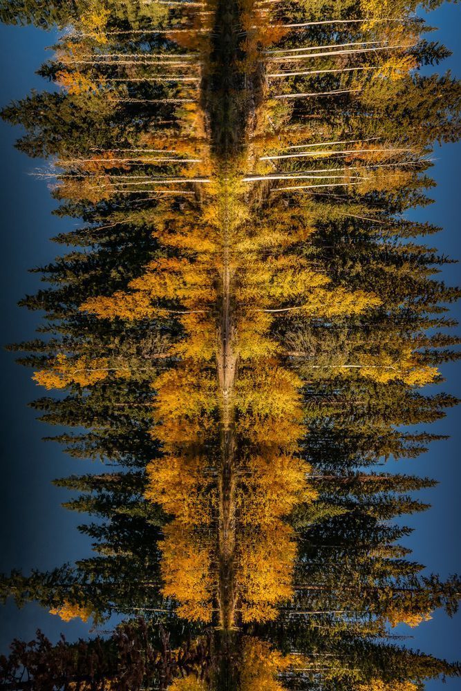 Portal of Gold – Vertical Aspen Forest Reflection Print | Tamara Susa Photography
