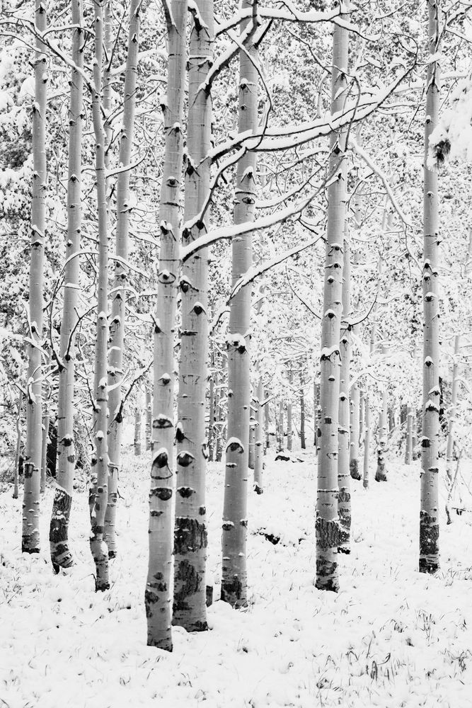 Snowy Aspens Photography Art | Tamara Susa Photography