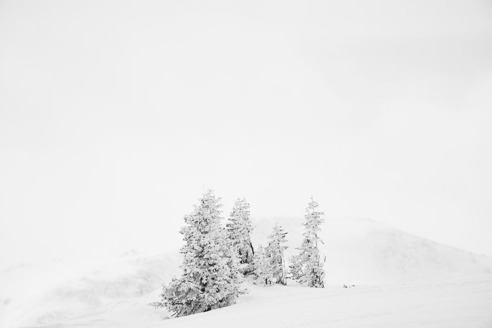 Snowed In Photography Art | Tamara Susa Photography