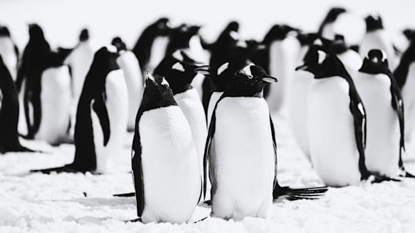 Antarctica Penguin Colony Black and White Photography 