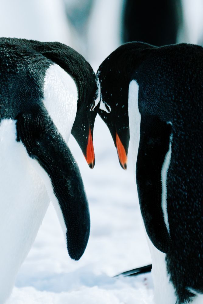 Antarctica Penguin Close-Up Photography | Fine Art Wildlife Print