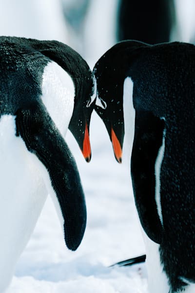 Antarctica Penguin Close-Up Photography | Fine Art Wildlife Print