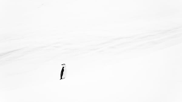 Minimalist Antarctica Penguin Photograph | Fine Art Wildlife Print