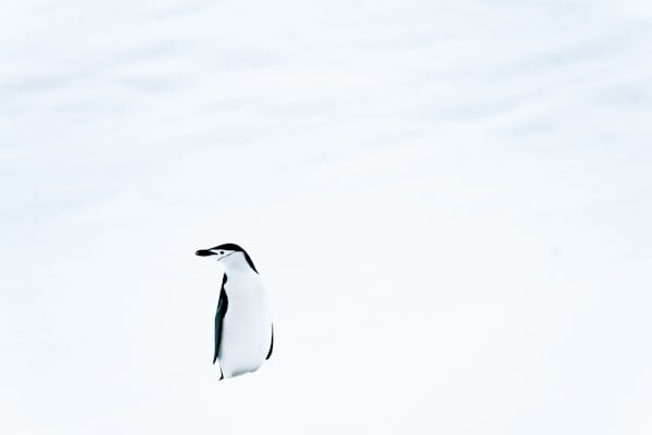 Antarctica Penguin Portrait | Fine Art Polar Wildlife
