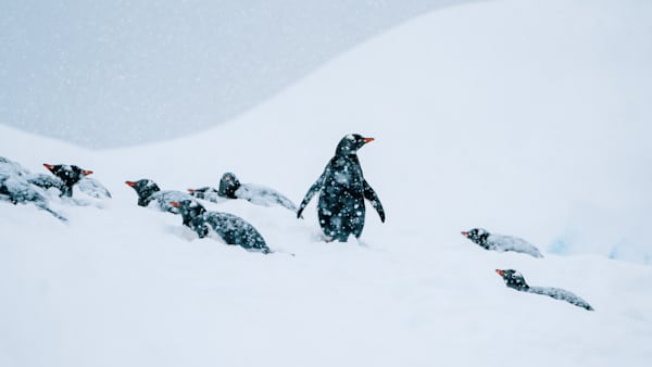 Gentoo Penguin Antarctica Photography | Wildlife Fine Art