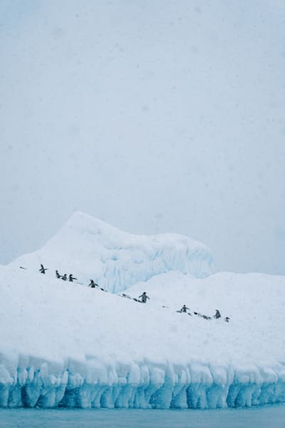 Antarctica Penguins On Iceberg Photography | Fine Art Print