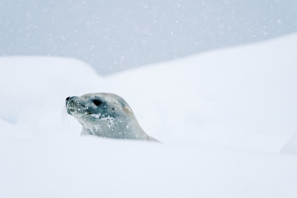 Antarctica Seal Photography | Polar Wildlife Fine Art