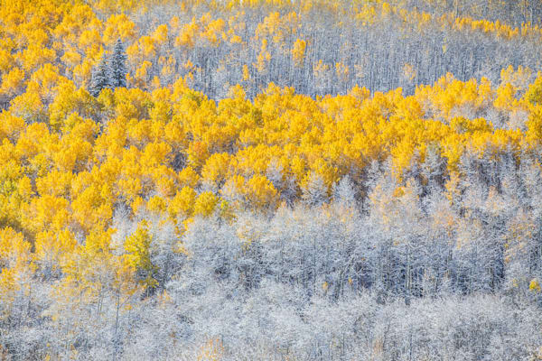 Seasons Collide – Aspen Trees in Fall and Snow