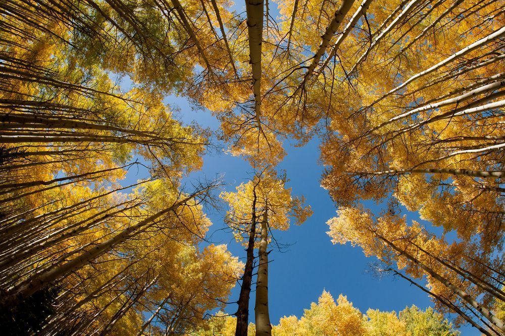 Golden Canopy – Looking Up Through Aspen Trees in Full Fall Color