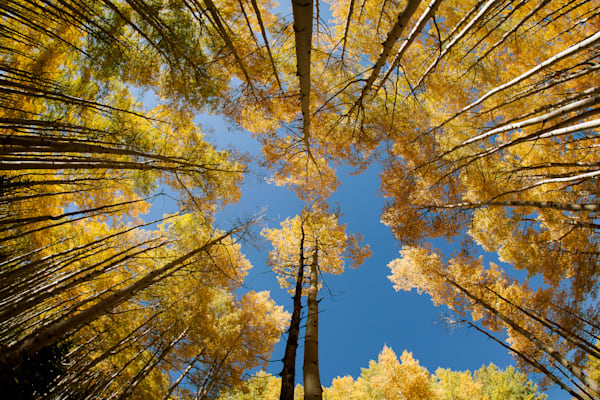 Golden Canopy – Looking Up Through Aspen Trees in Full Fall Color