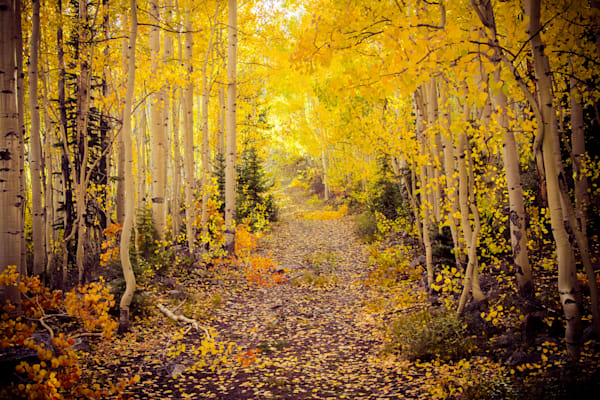 Golden Path – Autumn Aspen Trail in the Colorado Rockies