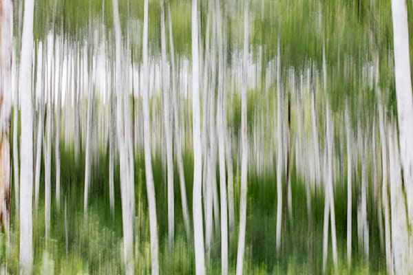 Ghost Grove – Abstract Aspen Forest Movement, Colorado Fine Art