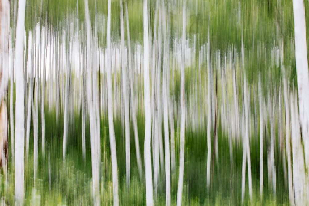 Ghost Grove – Abstract Aspen Forest Movement, Colorado Fine Art