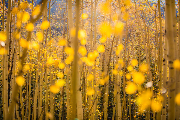 Golden Aspen Leaves | Fall Forest Photography Print
