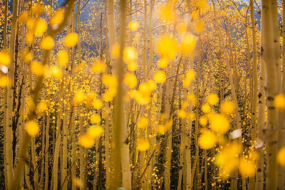 Golden Aspen Leaves | Fall Forest Photography Print